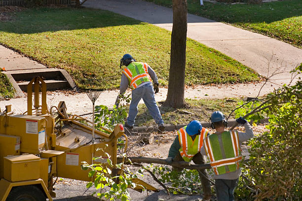 Mission, TX Tree Removal and Landscaping Services Company